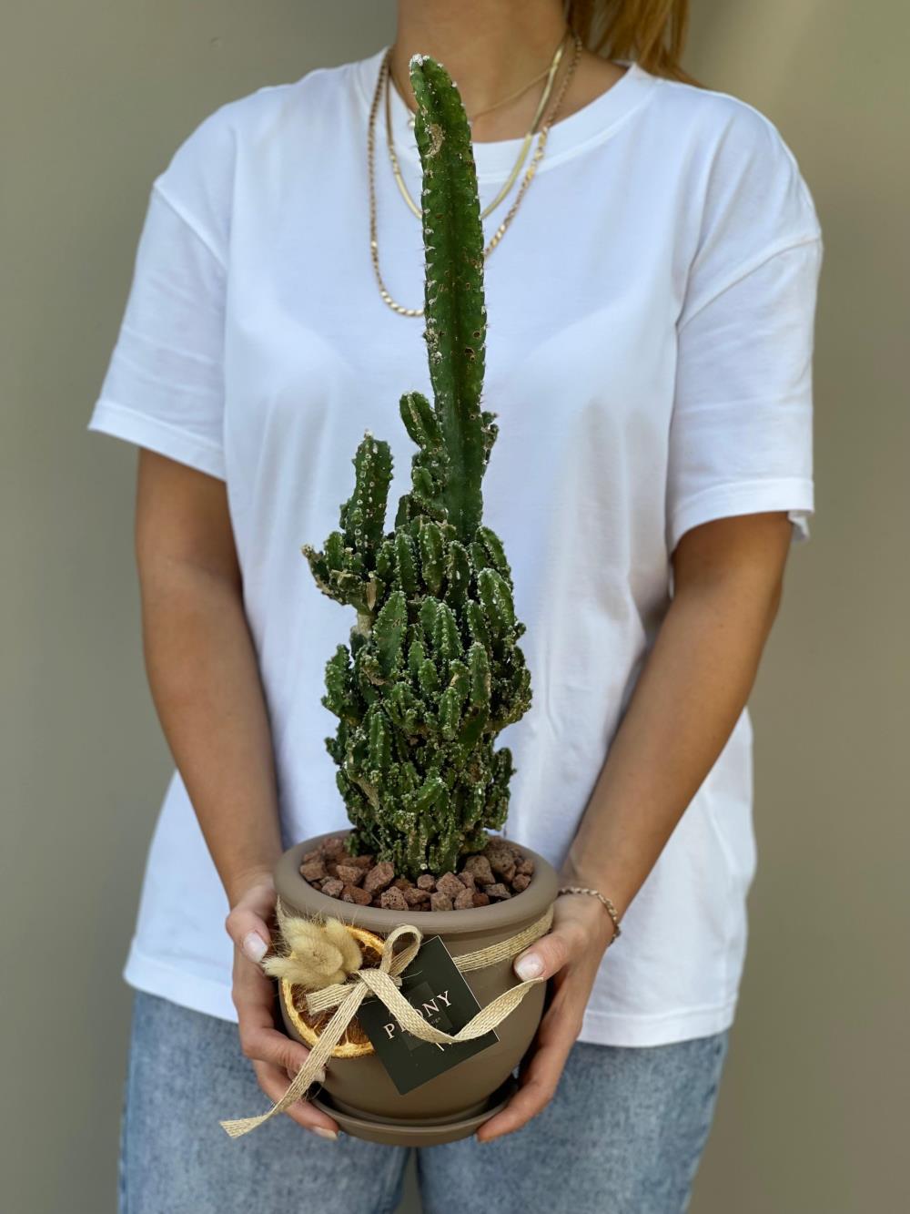 Cereus Repandus Florida Kaktüs